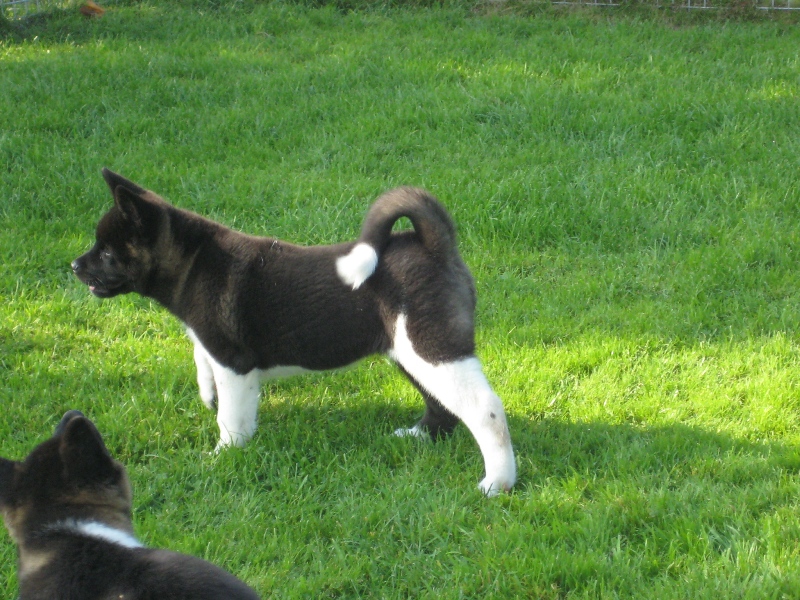 Pups
